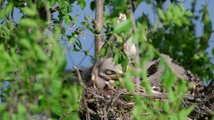 Wall Mural - Common buzzard buteo buteo, in the wild. Chicks in the nest.