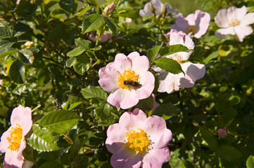 Wall Mural - Flowering rose hip bush. Bee on a pink flower.