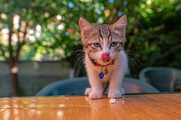 Wall Mural - The cat sticks out its tongue when it eats the feta cheese on the table.