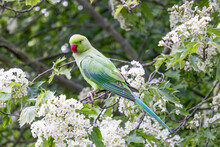 Rose-ringed Parakeet (Psittacula krameri) perched in the branch of a tree