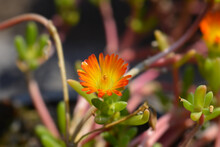Ice Plant Orange Wonder Flower