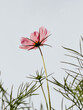 © RooM The Agency - Close-up of a pink cosmos flower growing outdoors