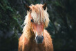 © RooM The Agency - Close-up of a beautiful horse with a curly mane standing in a forest, Ireland