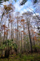 Wall Mural - The winter landscape of Florida Trail and Hillsborough river	