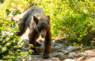 Canvas Print - Scruffy Black Bear Walks down Rocky Trail in Grend Teton National Park