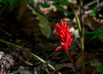 Canvas Print - Red Ginger (Alpinia purpurata) at Sinharaja Forest Reserve, Sabaragamuwa and Southern Provinces, Sri Lanka