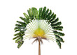 Beautiful Travelers palm tree (Ravenala madagascariensis) isolated on transparent background, png file