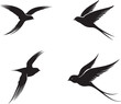 set of silhouettes of Swallow birds on white background