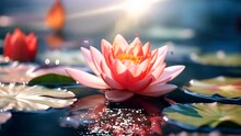 Lotus Flower Of Water Lily On Lake Surface Beautiful Scenery Relaxation Video Background Animation Looping For Live Wallpaper 