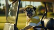 Dog dressed in a striped shirt sits patiently in a golf cart.