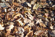 落ち葉の絨毯 のアップ