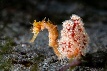 Thorny Seahorse Hippocampus Histrix