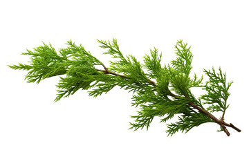 Canvas Print - closeup macro view of a Green cedar branches, on a white isolated background PNG