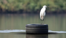 Little Egret Standing On Used Tire Boat Bumper.