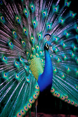 Leinwandbilder - A close-up portrait showcasing the breathtaking plumage of a peacock, its vibrant colors creating a regal and captivating display.