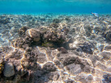 Fototapeta Do akwarium - Blackspotted rubberlip fish or plectorhinchus gaterinus at coral reef..