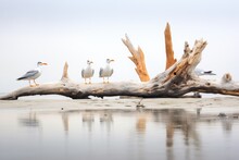 Gulls Amidst Driftwood On Misty Morning Beach