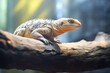 sunlit monitor lizard on a tree limb