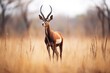 sable antelope standing alert in open plain
