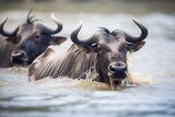 Fototapeta Sport - close-up of wildebeests splashing through water