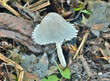 Edible mushroom (Coprinellus micaceus)