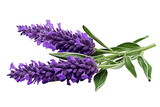 Top side closeup macro view of purple lavender flower stems with leaves, on a white isolated background