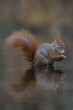 Red squirrel (Sciurus vulgaris) eating a hazelnut in a pool of water  in the forest of Drunen, Noord Brabant in the Netherlands.