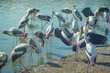 A flock of marabou storks on the lake shore.