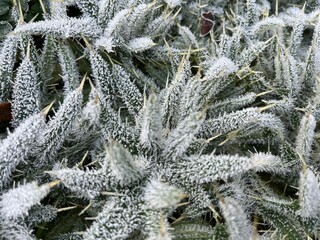 Poster - white thistle leaves covered with frost