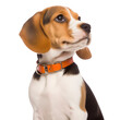 dog portrait puppy beagle isolated on white or transparent background 