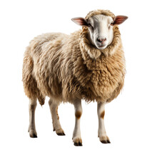 A Sheep With A White Background