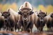 group of bison during rutting season interactions