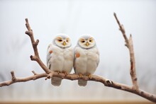 Two Snowy Owls Roosting On A Snowy Branch