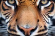 close-up of a sumatran tigers piercing eyes
