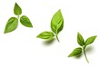 © LimeSky - Flying basil leaves on white background with clipping path.