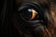 equine vision in darkness