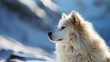 Wildlife photograph featuring a white wolf against the backdrop of a snowy arctic landscape.
