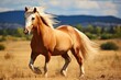 Moving horse with blond mane on field