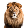 a lion with a white background