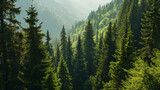 Fototapeta Las - Healthy green trees in a forest of old spruce