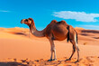 camels in the desert for tourists