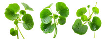 Close Up Centella Asiatica Leaves With Rain Drop Isolated On White Background