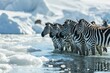 herd of african zebras with cubs on a floating iceberg in the middle of the ocean