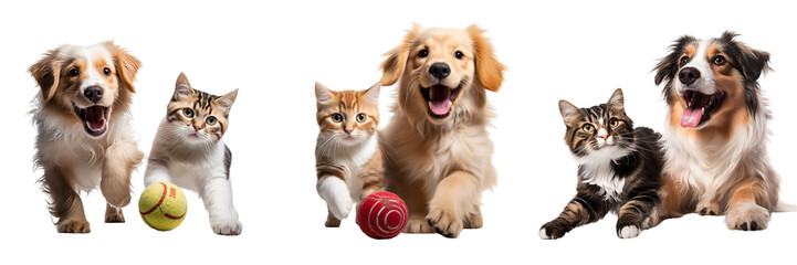 Wall Mural - Collection of cat and dog in motion, playing with ball isolated on white background