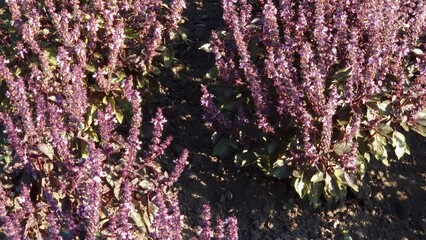 Wall Mural - Bushes of blooming red basil on field in morning light