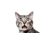 Fototapeta  - Close-up of a surprised cat with big eyes looking crazy, Isolated on Transparent Background, PNG