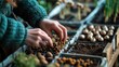 Choosing Seeds and Bulbs: Close-up of hands selecting a variety of seeds and bulbs in greenhouse