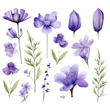 Watercolor Violet Flowers Clipart 