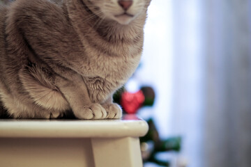 Wall Mural - Paws of a gray cat on a chair.