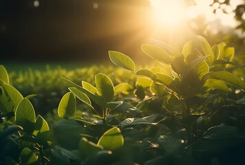 Poster - Fresh green leaf with sunlight on blurred greenery background. Natural green leaves bokeh.